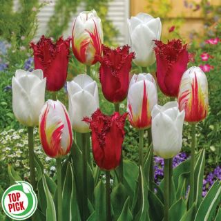 Canadian Pride Tulip Blend Thumbnail